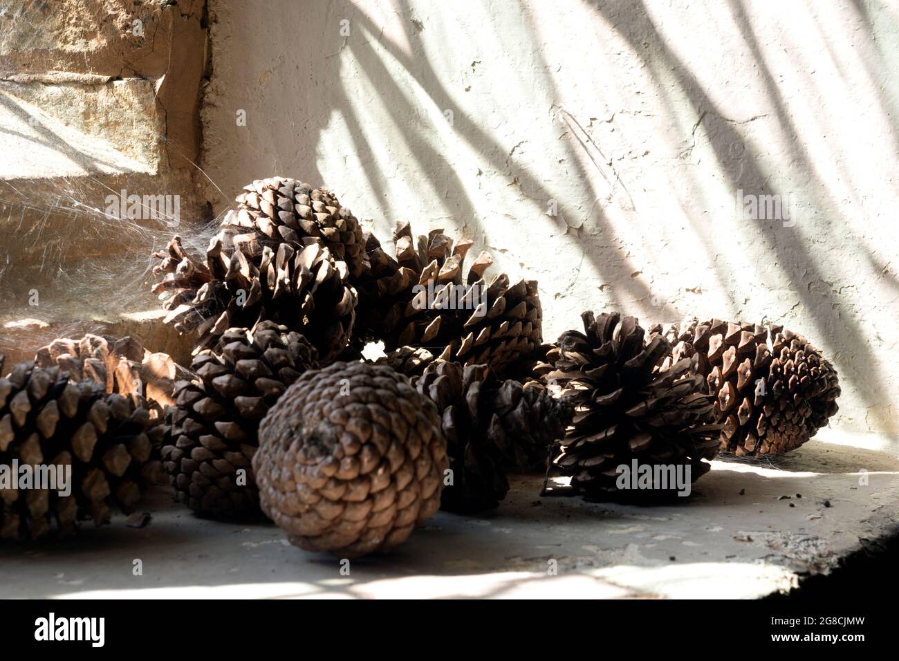 Fir cones display in St. Peter and St Paul`s Church, Butlers Marston, Warwickshire, England, UK Stock Photo